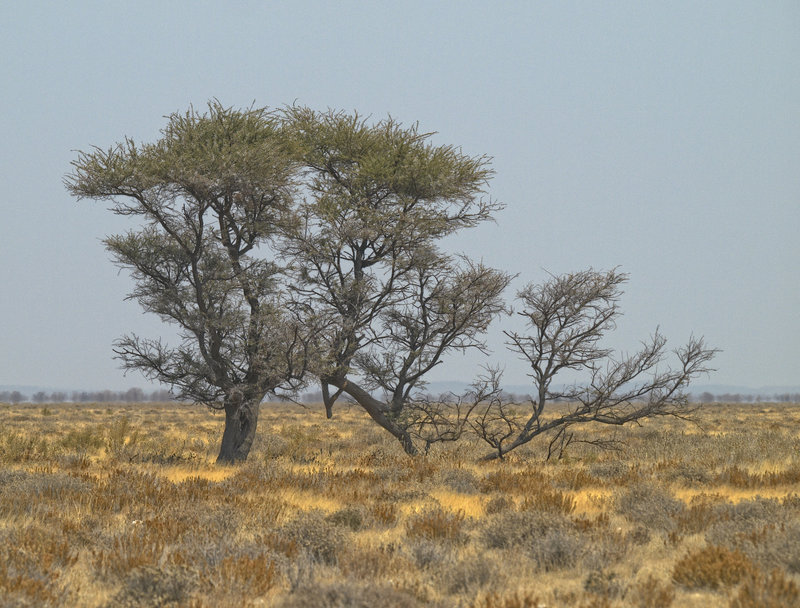Okaukuejo